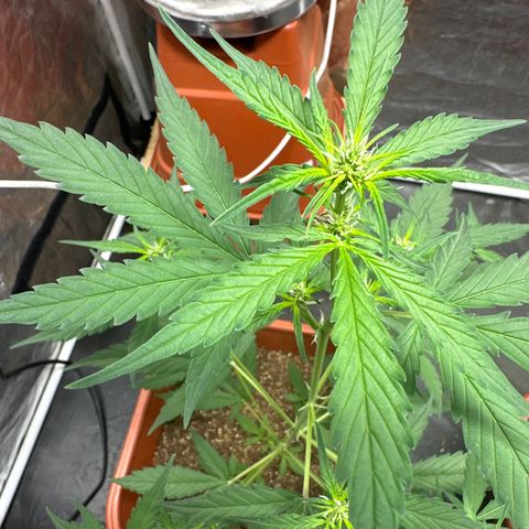 Orange Blossom XXL Auto growlog timeline photo