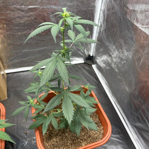 Orange Blossom XXL Auto #2 growlog timeline photo
