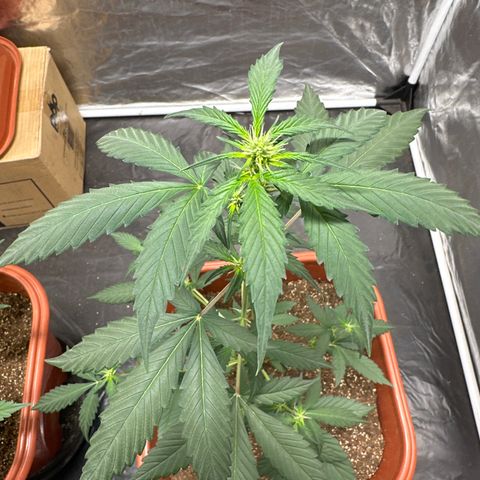Orange Blossom XXL Auto #2 growlog timeline photo