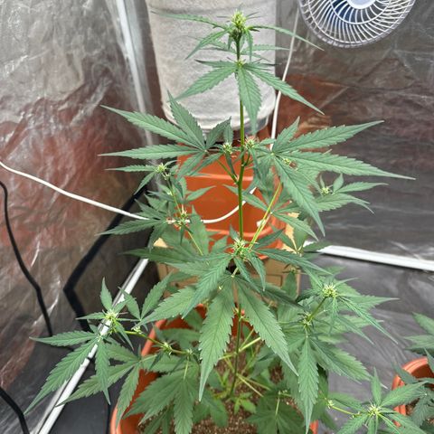 Orange Blossom XXL Auto growlog timeline photo