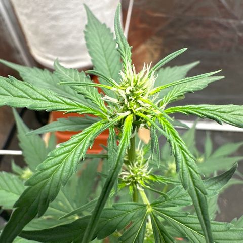 Orange Blossom XXL Auto growlog timeline photo