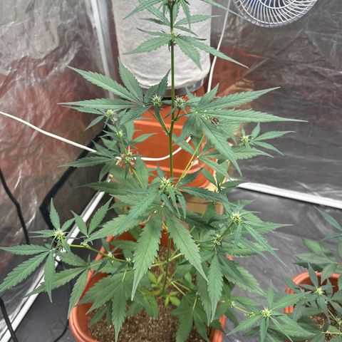 Orange Blossom XXL Auto growlog timeline photo