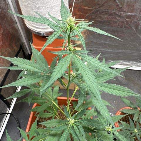 Orange Blossom XXL Auto growlog timeline photo