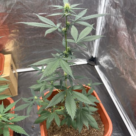 Orange Blossom XXL Auto #2 growlog timeline photo