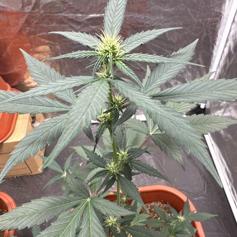 Orange Blossom XXL Auto #2 growlog timeline photo