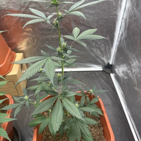 Orange Blossom XXL Auto #2 growlog timeline photo