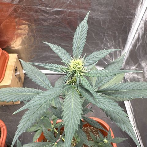 Orange Blossom XXL Auto #2 growlog timeline photo