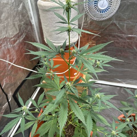 Orange Blossom XXL Auto growlog timeline photo