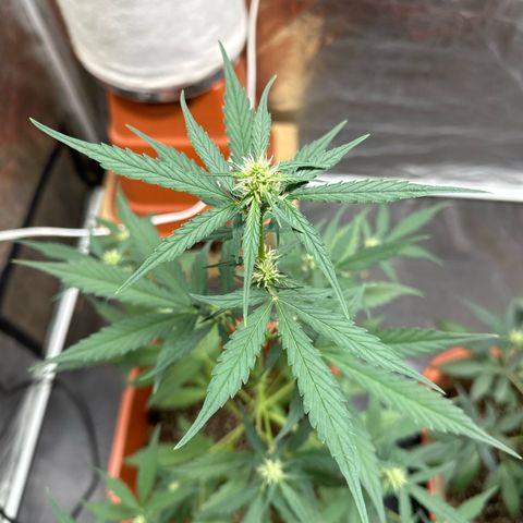 Orange Blossom XXL Auto growlog timeline photo