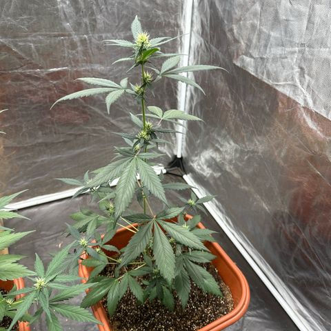 Orange Blossom XXL Auto #2 growlog timeline photo
