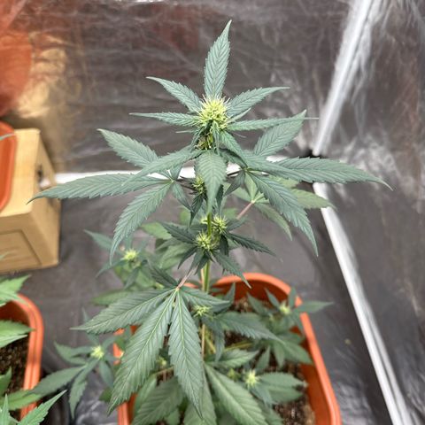 Orange Blossom XXL Auto #2 growlog timeline photo