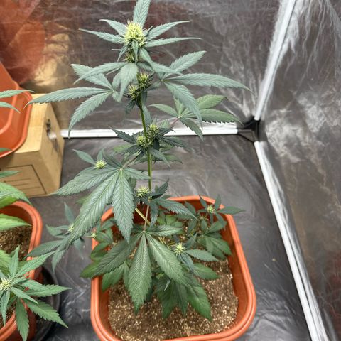 Orange Blossom XXL Auto #2 growlog timeline photo