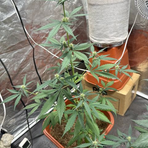 Orange Blossom XXL Auto growlog timeline photo