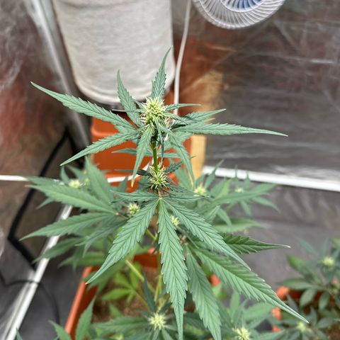 Orange Blossom XXL Auto growlog timeline photo