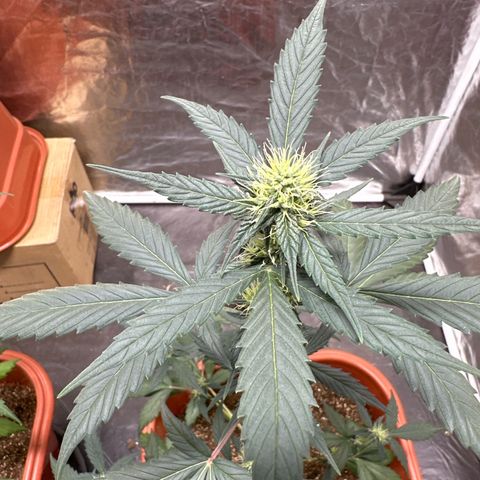 Orange Blossom XXL Auto #2 growlog timeline photo