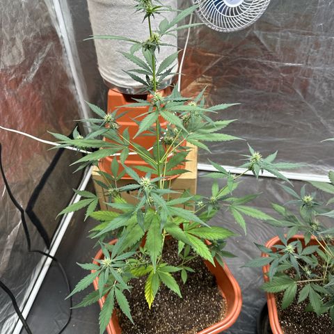 Orange Blossom XXL Auto growlog timeline photo