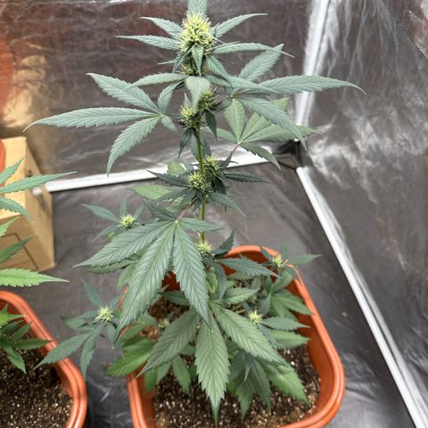 Orange Blossom XXL Auto #2 growlog timeline photo