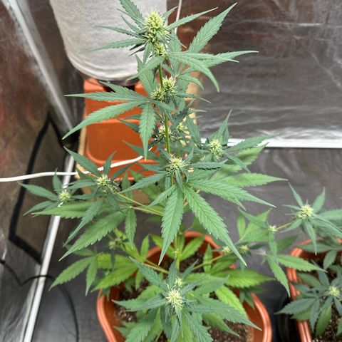 Orange Blossom XXL Auto growlog timeline photo