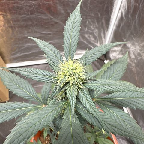 Orange Blossom XXL Auto #2 growlog timeline photo