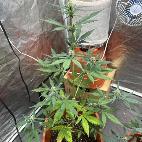 Orange Blossom XXL Auto growlog timeline photo