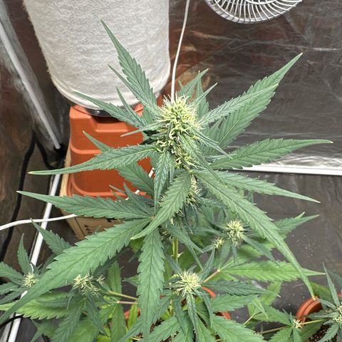 Orange Blossom XXL Auto growlog timeline photo