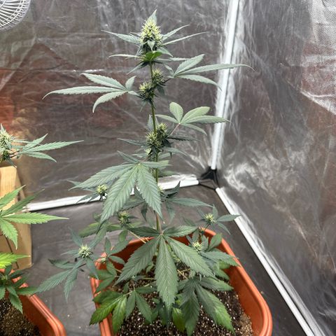 Orange Blossom XXL Auto #2 growlog timeline photo