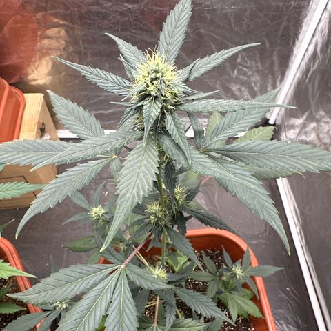 Orange Blossom XXL Auto #2 growlog timeline photo