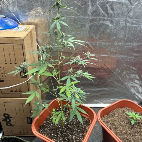Orange Blossom XXL Auto growlog timeline photo
