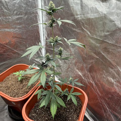 Orange Blossom XXL Auto #2 growlog timeline photo