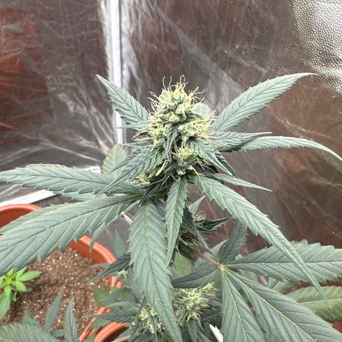 Orange Blossom XXL Auto #2 growlog timeline photo