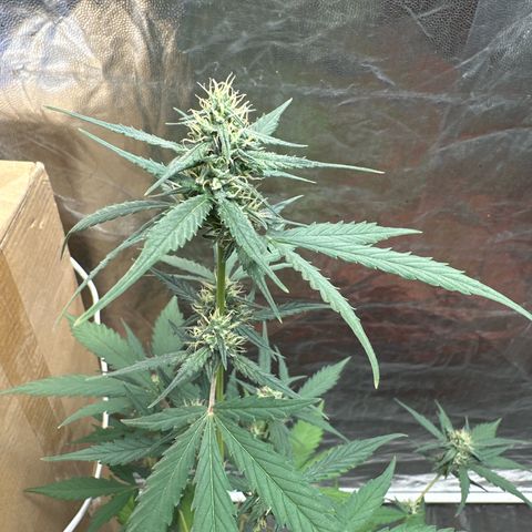Orange Blossom XXL Auto growlog timeline photo