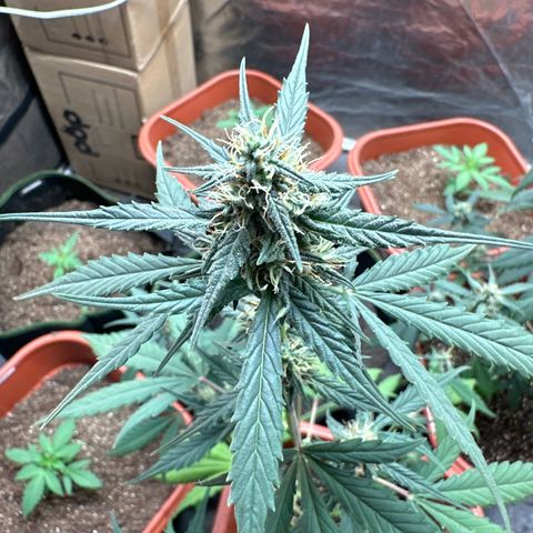 Orange Blossom XXL Auto growlog timeline photo