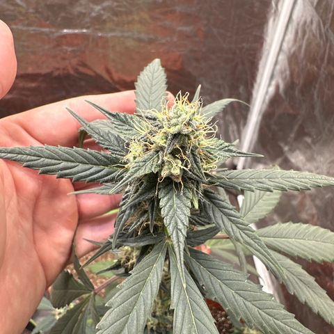 Orange Blossom XXL Auto #2 growlog timeline photo