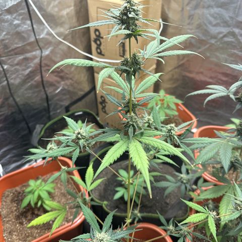 Orange Blossom XXL Auto growlog timeline photo