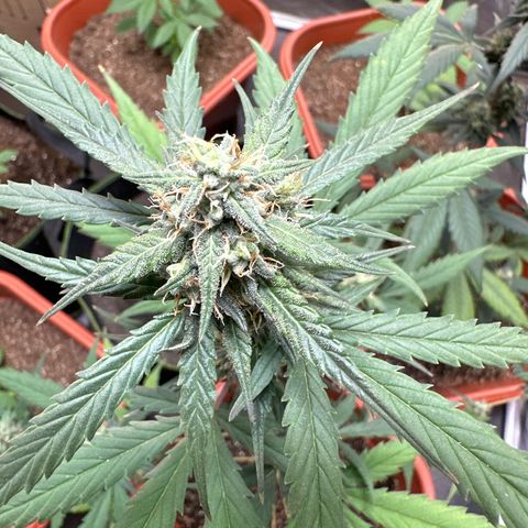 Orange Blossom XXL Auto growlog timeline photo