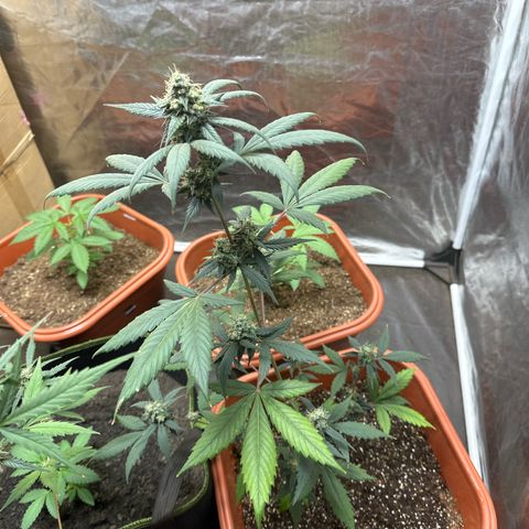 Orange Blossom XXL Auto #2 growlog timeline photo