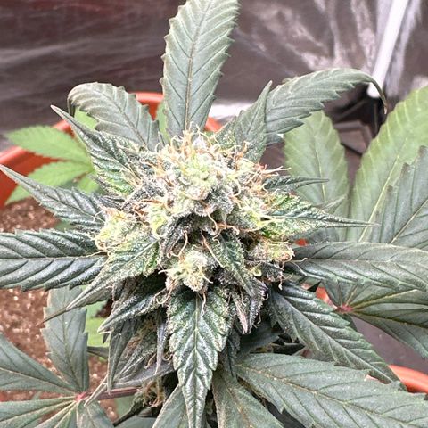 Orange Blossom XXL Auto #2 growlog timeline photo