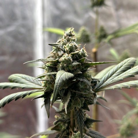 Orange Blossom XXL Auto growlog timeline photo