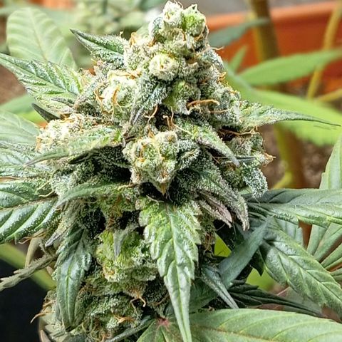Orange Blossom XXL Auto growlog timeline photo