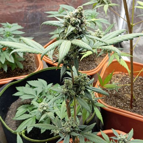 Orange Blossom XXL Auto growlog timeline photo