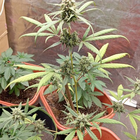 Orange Blossom XXL Auto growlog timeline photo