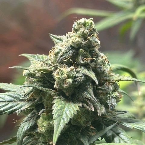 Orange Blossom XXL Auto growlog timeline photo