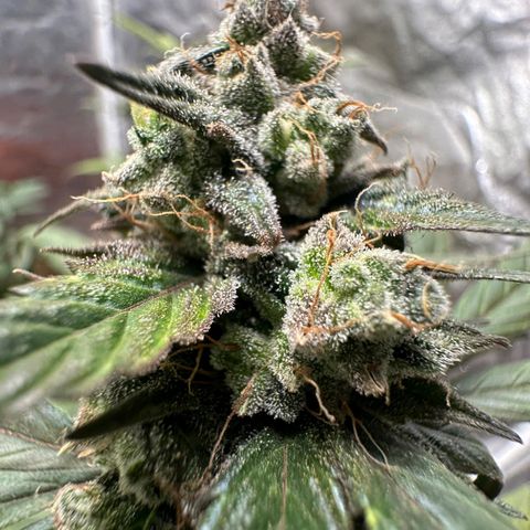 Orange Blossom XXL Auto growlog timeline photo
