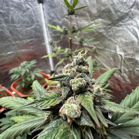 Orange Blossom XXL Auto growlog timeline photo