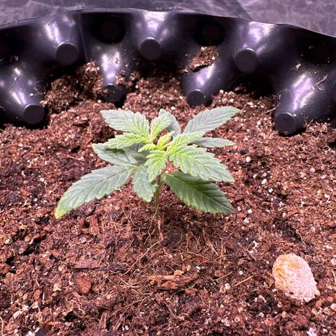 Tangie Crazy seeds growlog timeline photo