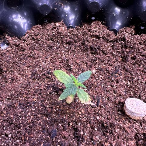 OG Kush Crazy Seeds growlog timeline photo