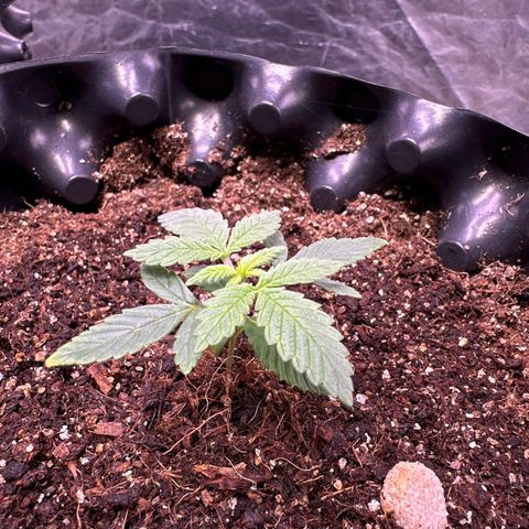 Tangie Crazy seeds growlog timeline photo
