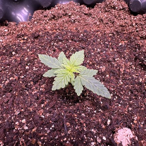 OG Kush Crazy Seeds growlog timeline photo