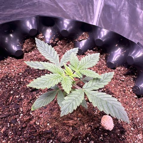 Tangie Crazy seeds growlog timeline photo