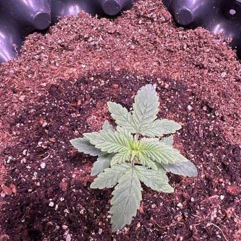 OG Kush Crazy Seeds growlog timeline photo